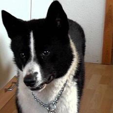 Karelsk bjørnehund Qato DØD  R.I.P 5/3-06