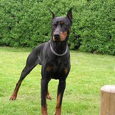 Dobermann Taras Zil Sawages