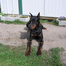 Dobermann Taras Zil Sawages