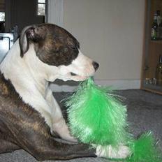 Amerikansk staffordshire terrier amiga 25-11-04