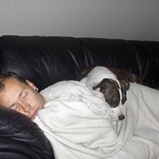 Amerikansk staffordshire terrier amiga 25-11-04