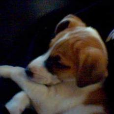 Blanding af racer Bacardi :) 