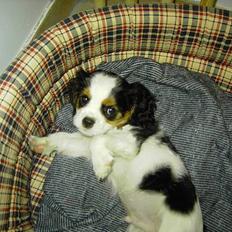 Cavalier king charles spaniel Lisbethsminde's James 