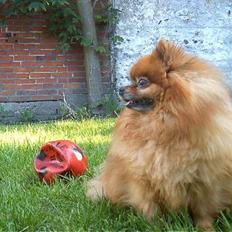 Pomeranian Rocky R.I.P. min skat