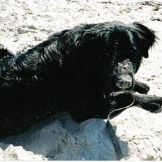 Blanding af racer Bamseline