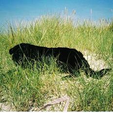 Blanding af racer Bamseline