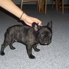 Fransk bulldog Charlie