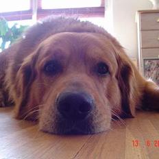 Golden retriever Baloo Hvil I FRED 28-9-07