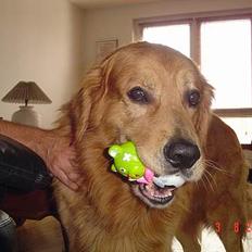 Golden retriever Baloo Hvil I FRED 28-9-07