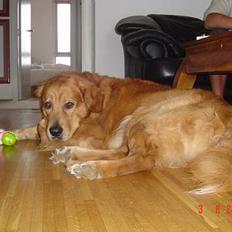 Golden retriever Baloo Hvil I FRED 28-9-07