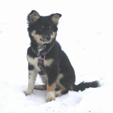 Blanding af racer Smilla