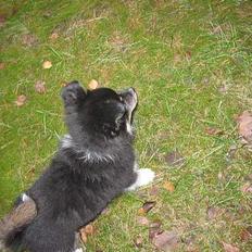 Blanding af racer Smilla