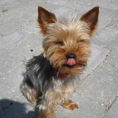 Yorkshire terrier Freja