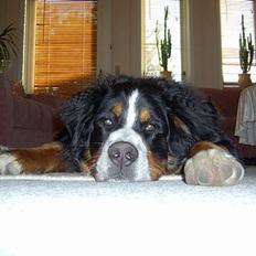 Berner sennenhund Bernhard