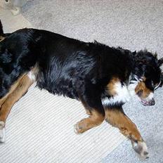 Berner sennenhund Bernhard