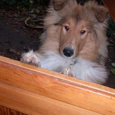 Collie langhåret Gimli