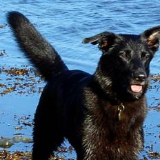 Blanding af racer Zenta