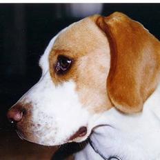 Beagle Max 
