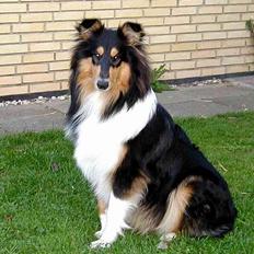 Collie langhåret Dixi