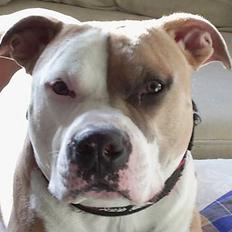 Amerikansk staffordshire terrier Anton