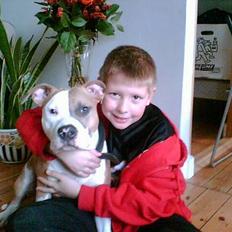 Amerikansk staffordshire terrier Anton