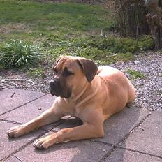 Boerboel Mischa