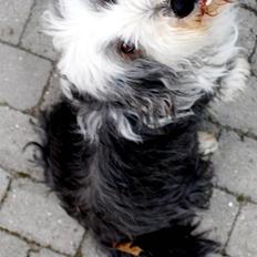 Bearded collie Nala R.I.P min kære
