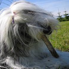 Bearded collie Nala R.I.P min kære