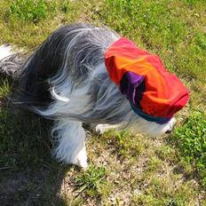 Bearded collie Nala R.I.P min kære