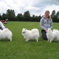 Japansk spids Inu-Chibi's Amazing Iza