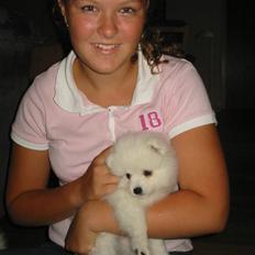 Japansk spids Inu-Chibi's Amazing Iza