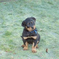 Rottweiler rex