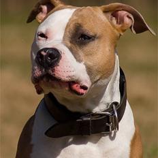 Amerikansk staffordshire terrier Anton