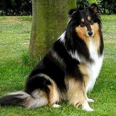 Collie langhåret Dixi