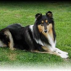 Collie langhåret Dixi