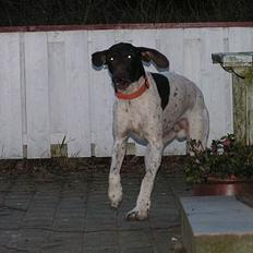 Korthåret hønsehund Skot