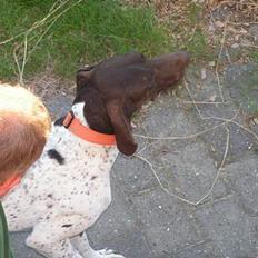 Korthåret hønsehund Skot