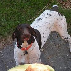 Korthåret hønsehund Skot