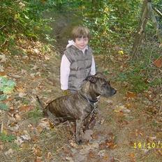 Amerikansk staffordshire terrier Laika