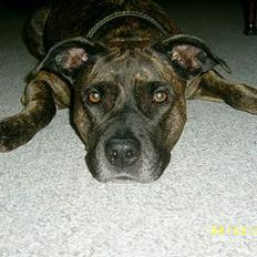 Amerikansk staffordshire terrier Laika