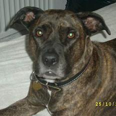 Amerikansk staffordshire terrier Laika