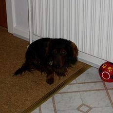 Dværggravhund Felix