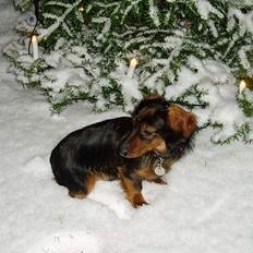 Dværggravhund Felix