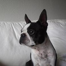 Boston terrier Tex