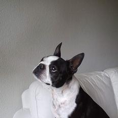Boston terrier Tex