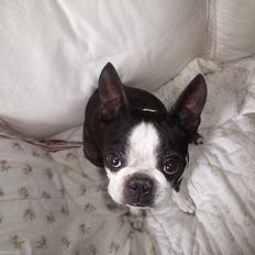 Boston terrier Tex