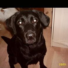 Labrador retriever siffe