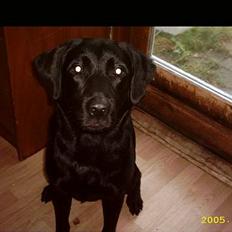 Labrador retriever siffe