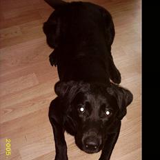 Labrador retriever siffe