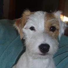 Parson russell terrier Safri